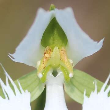 Sivun Pecteilis radiata (Thunb.) Raf. kuva