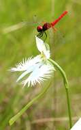 Image of Fringed orchid