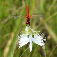 Pecteilis radiata (Thunb.) Raf. resmi