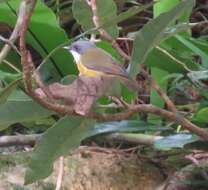 صورة Pachycephala caledonica (Gmelin & JF 1789)