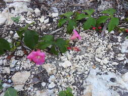 Image of <i>Ipomoea peteri</i>