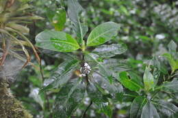 Image of Palicourea axillaris (Sw.) Borhidi