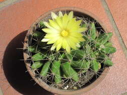 Image of Green-fruit Nipple Cactus