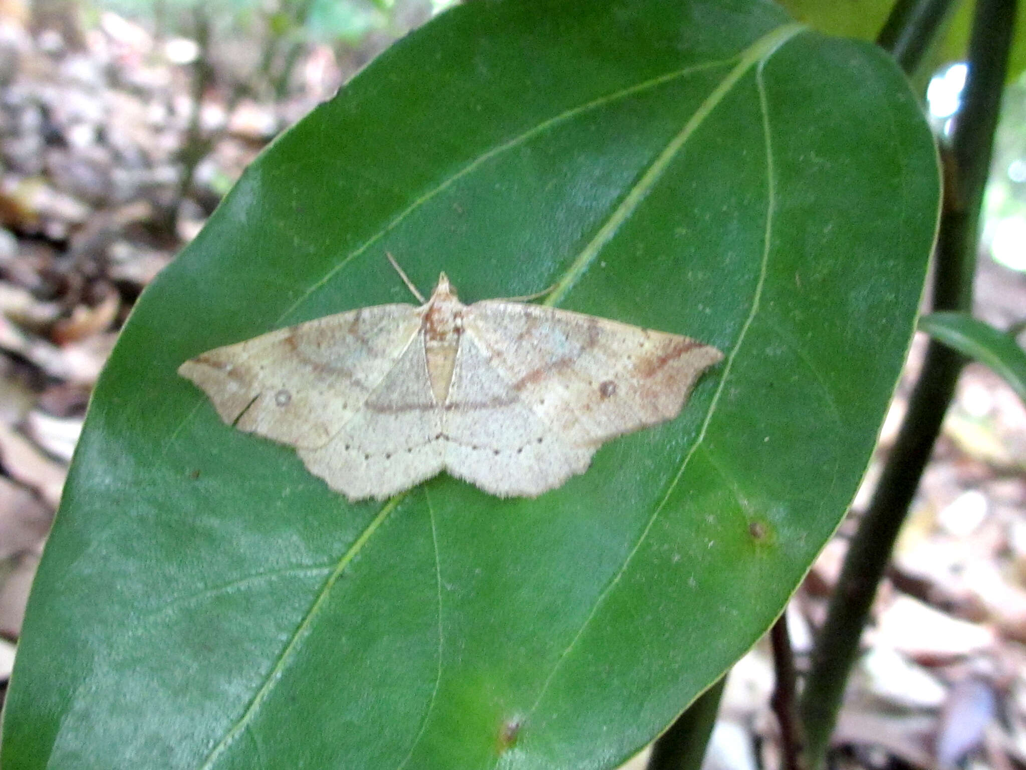 Image of Xerodes albonotaria