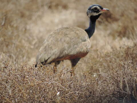 Image of Blue Bustard