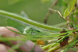 Image of Alchemilla propinqua H. Lindb. ex Juz.