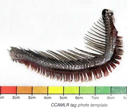 Image of Aethotaxis