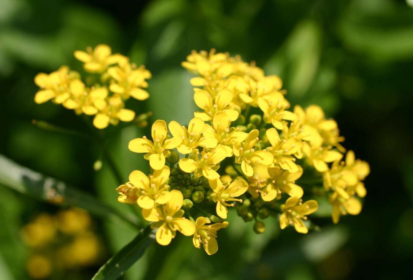 Image of Great Yellow-cress