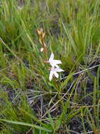 Image de Disa gladioliflora Burch. ex Lindl.