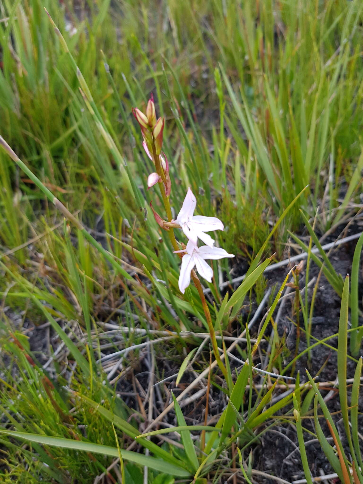 Image de Disa gladioliflora Burch. ex Lindl.