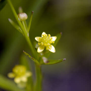 Image of littleleaf buttercup