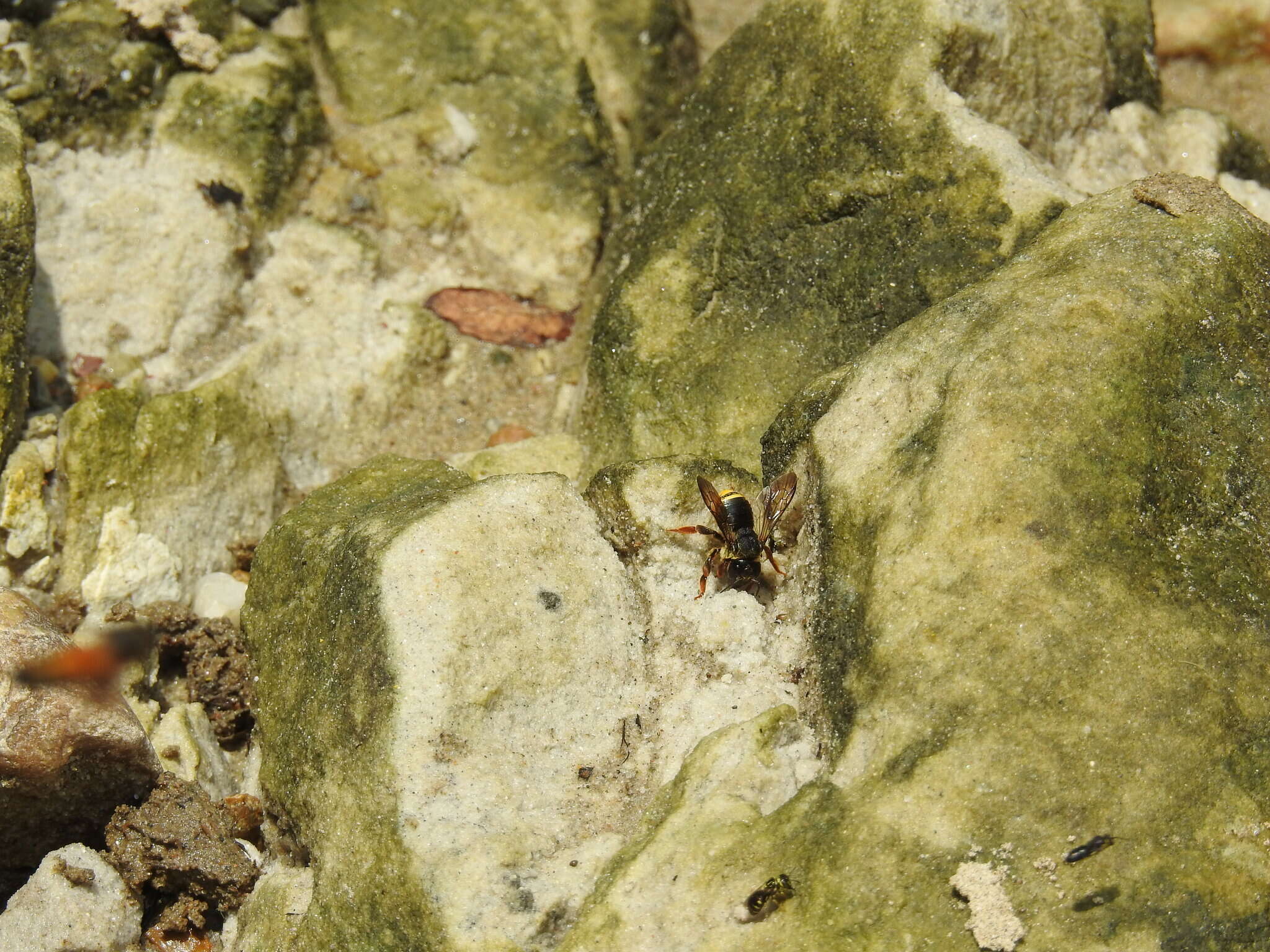 Image of Trachusa longicornis (Friese 1902)