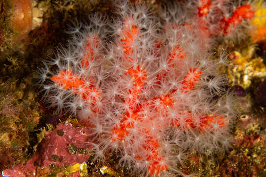 Image of Red coral