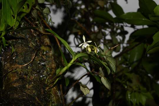 Image de Epidendrum pallidiflorum Hook.