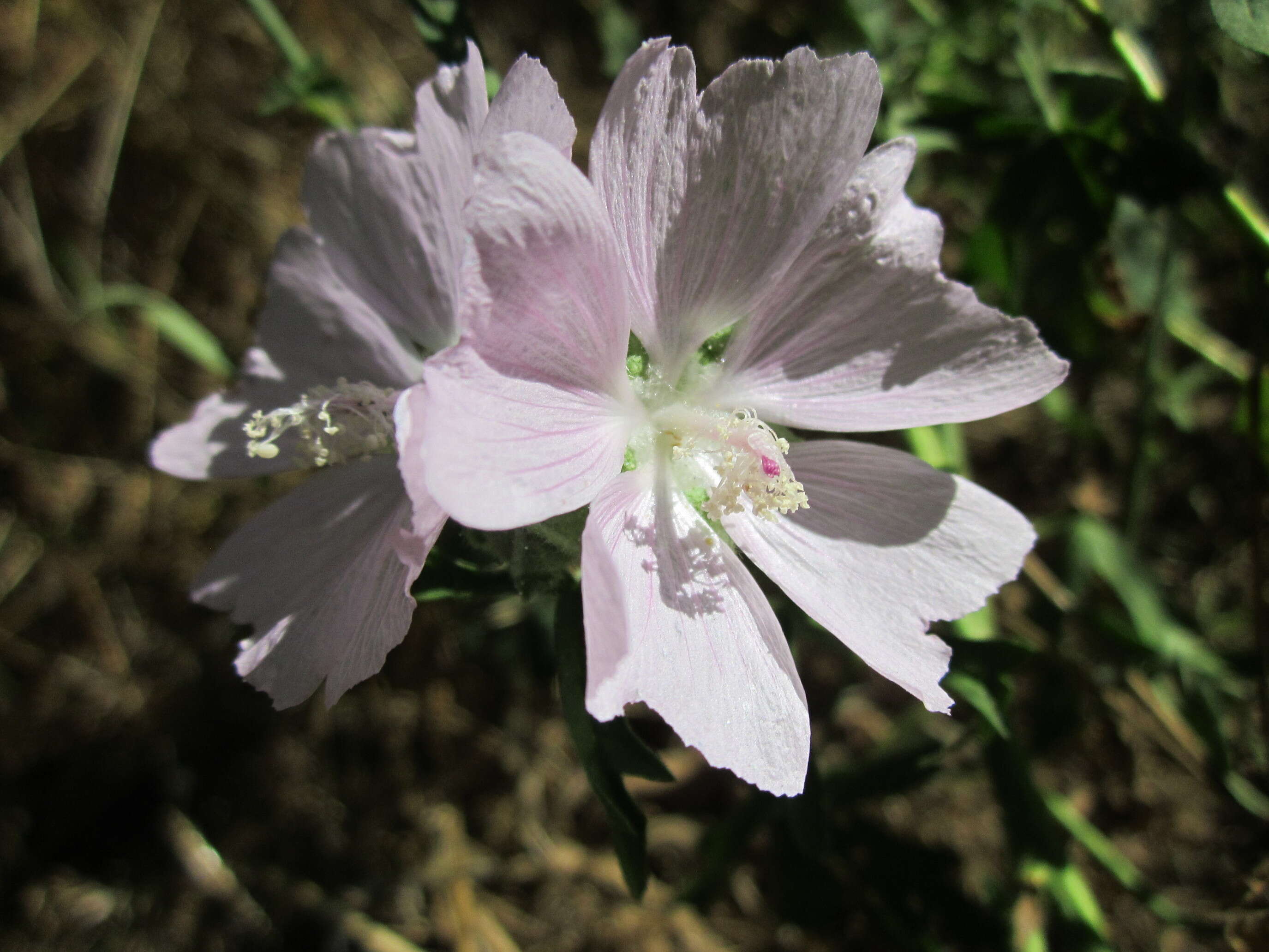 Image of european mallow