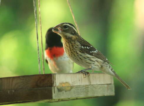 Image of Rose-breasted Grosbeak