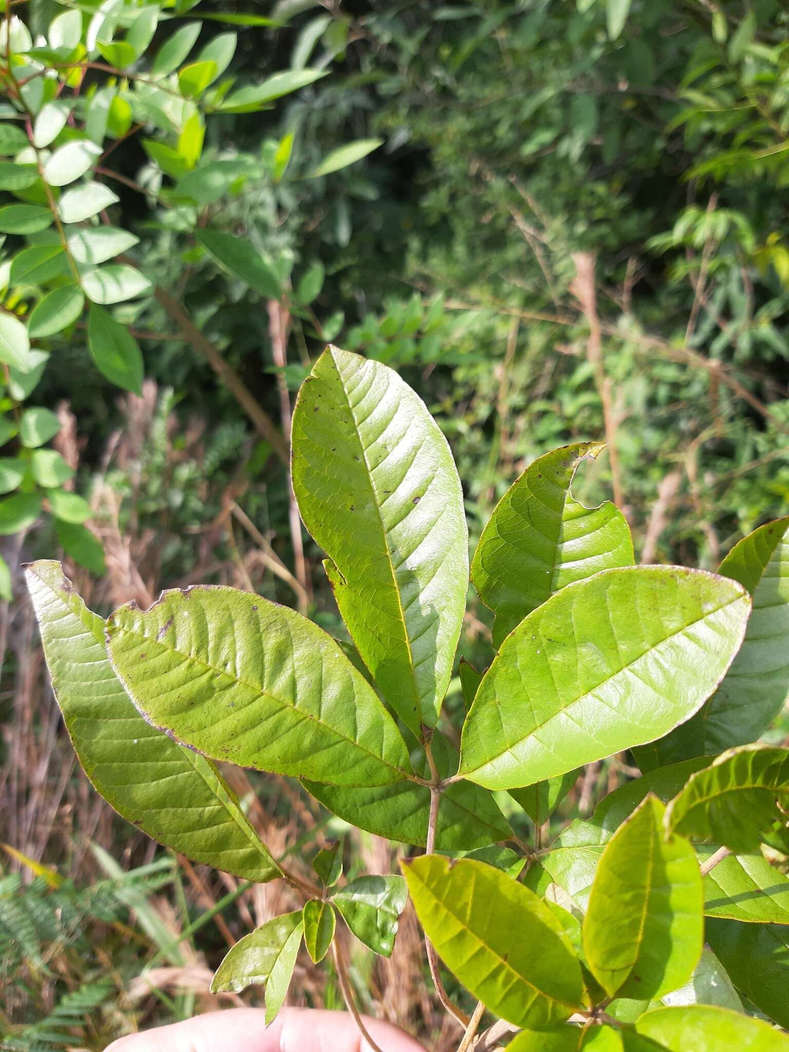 Image de Vitex megapotamica (Spreng.) Moldenke