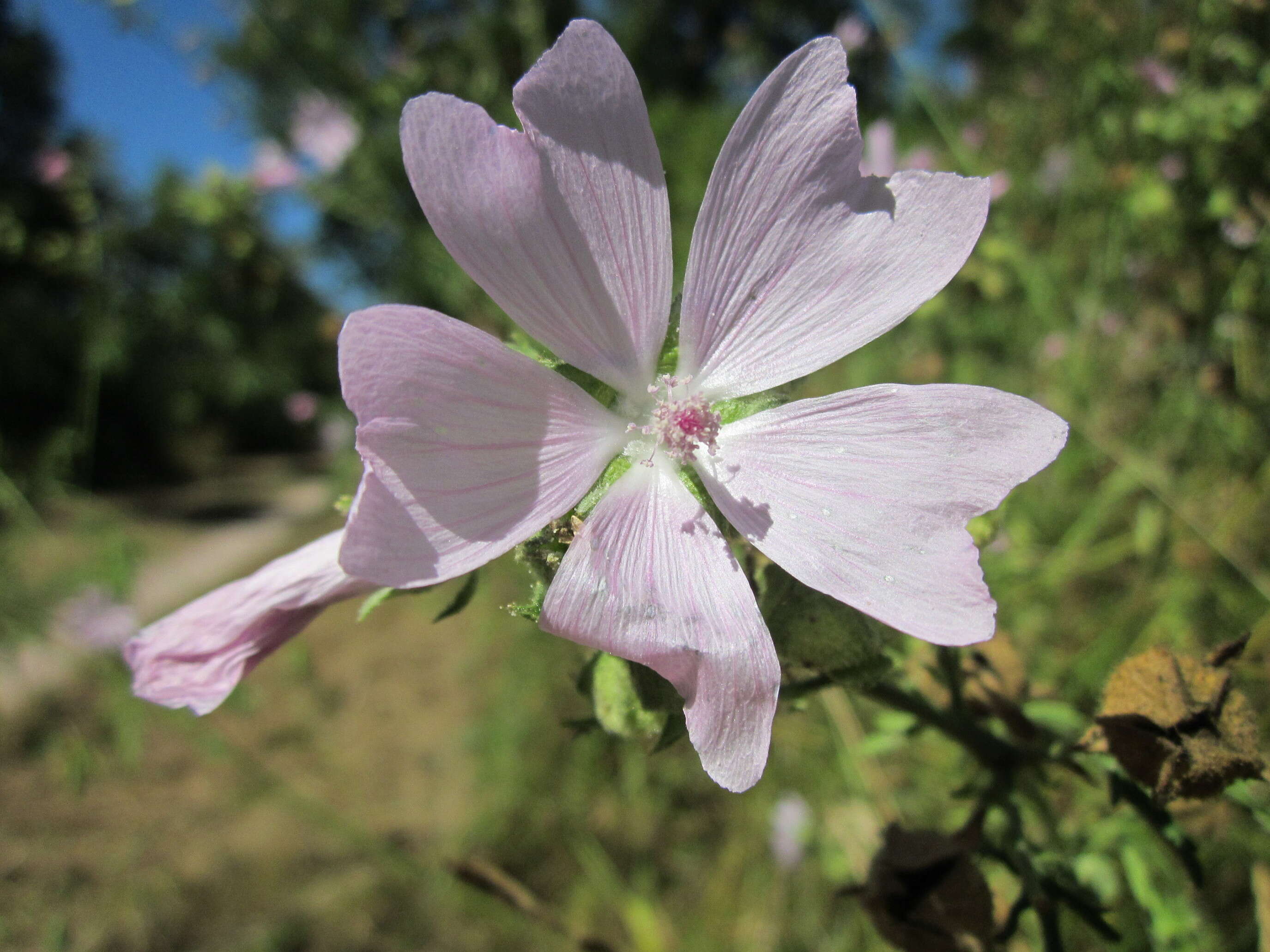 Image of european mallow