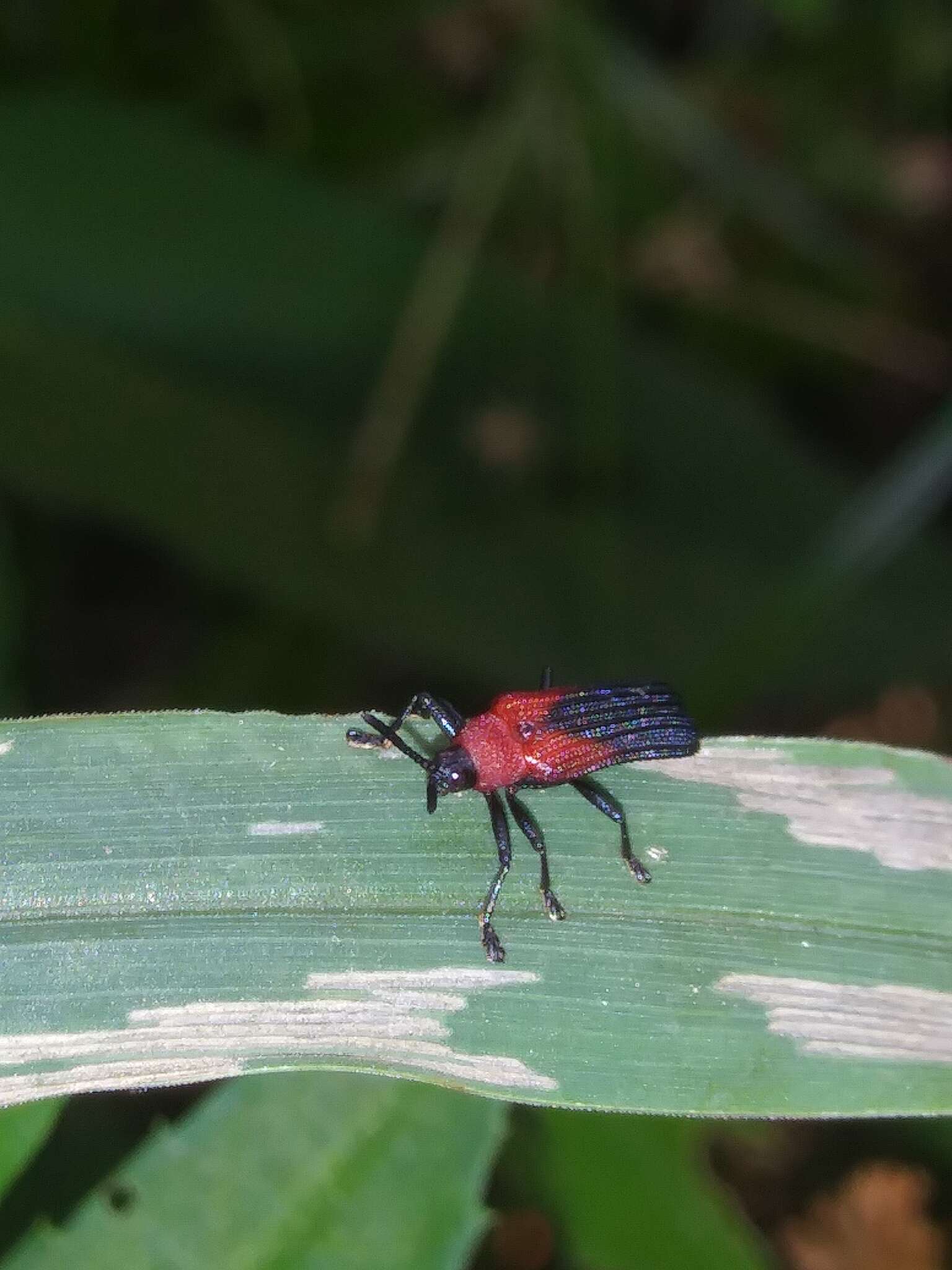 Plancia ëd Chalepus sanguinicollis (Linnaeus 1771)