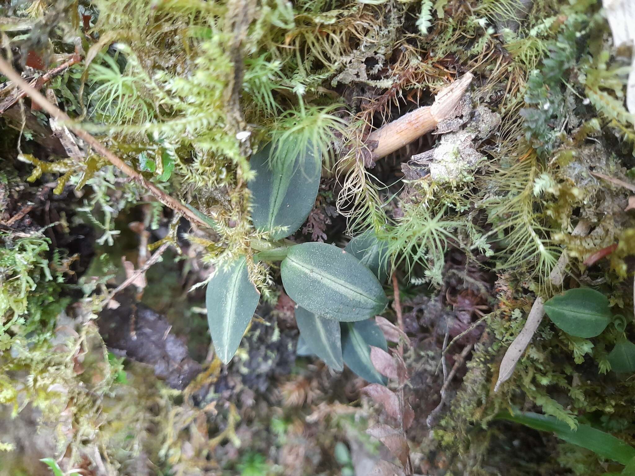 Image of Goodyera nankoensis Fukuy.