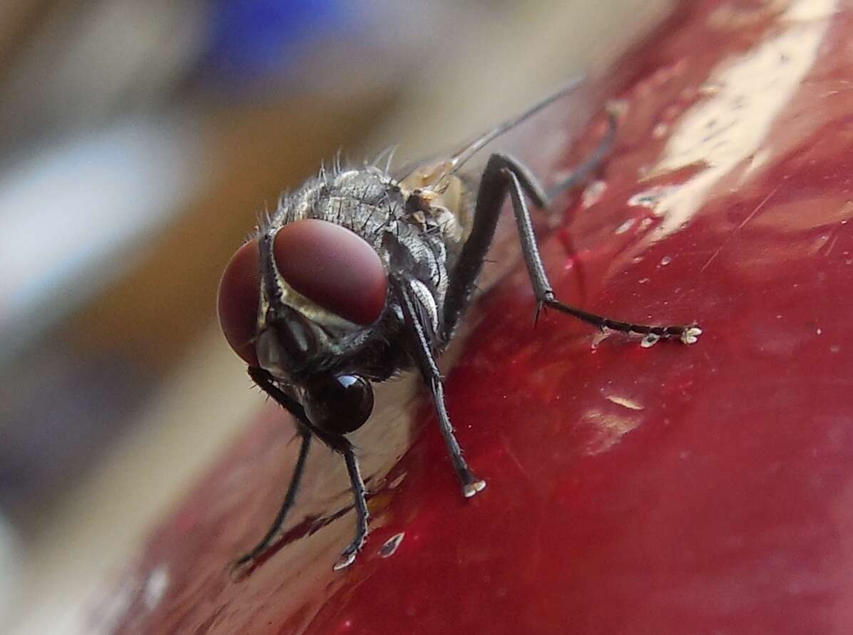 Image of house fly