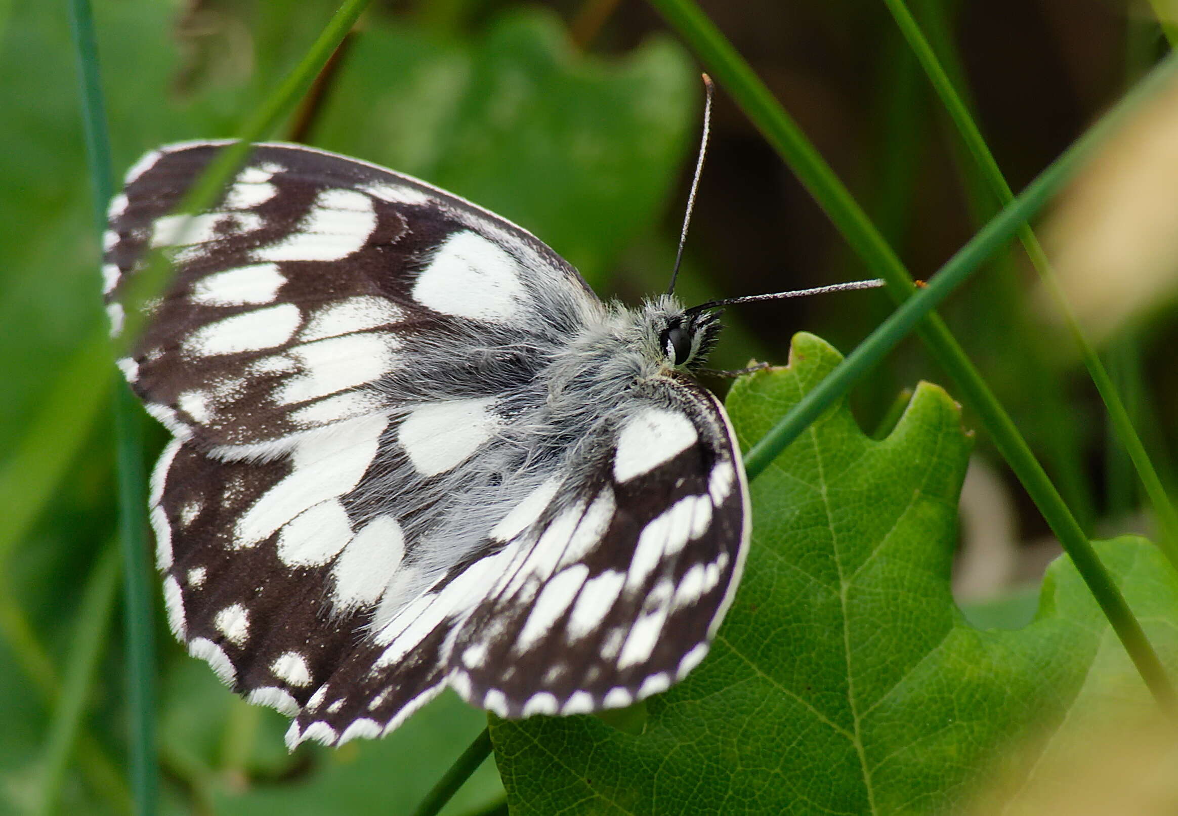 Imagem de Melanargia galathea Linnaeus 1758