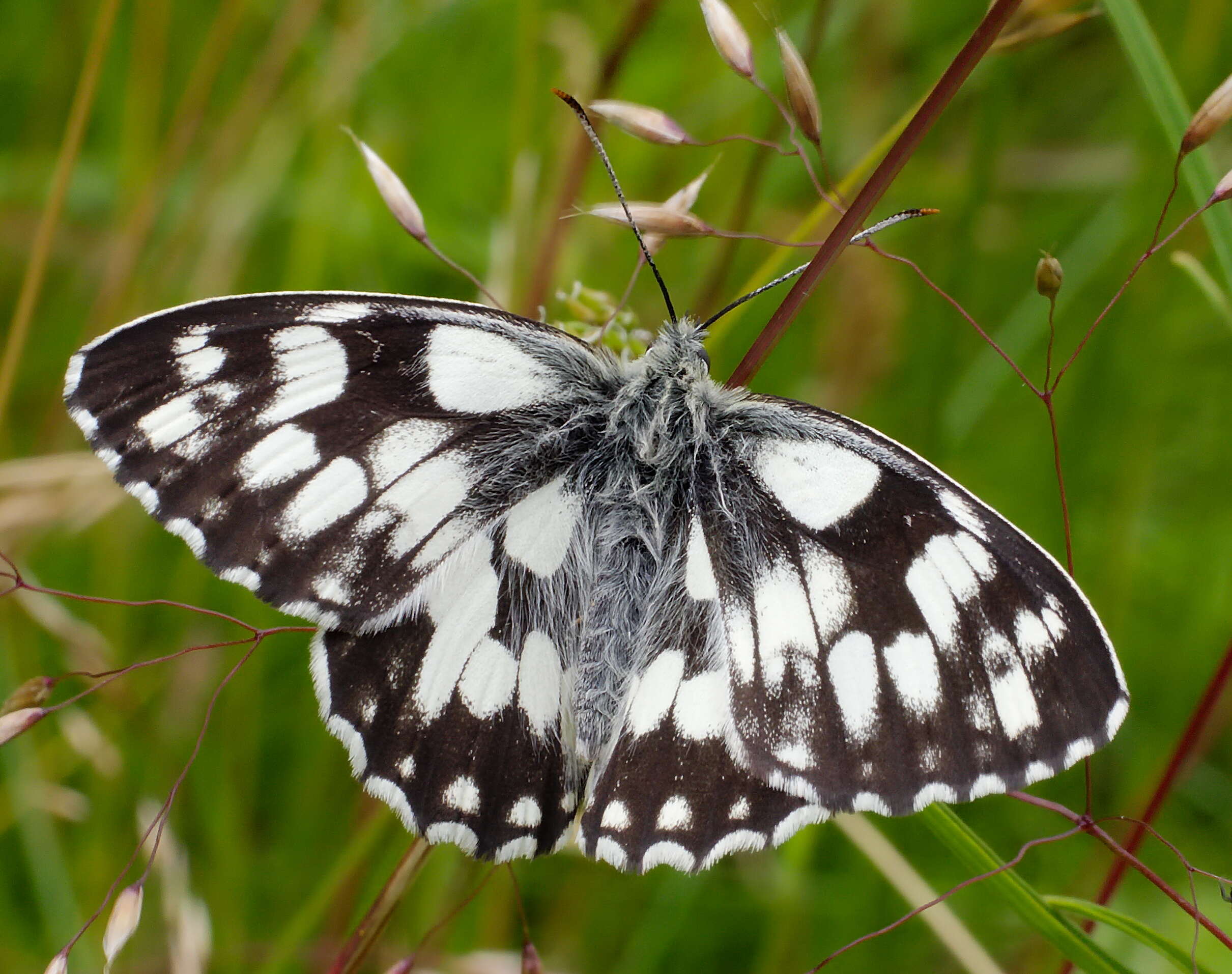 Image of marbled white