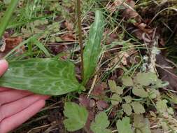 Imagem de Erythronium oregonum Applegate