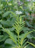 Imagem de Sambucus ebulus L.