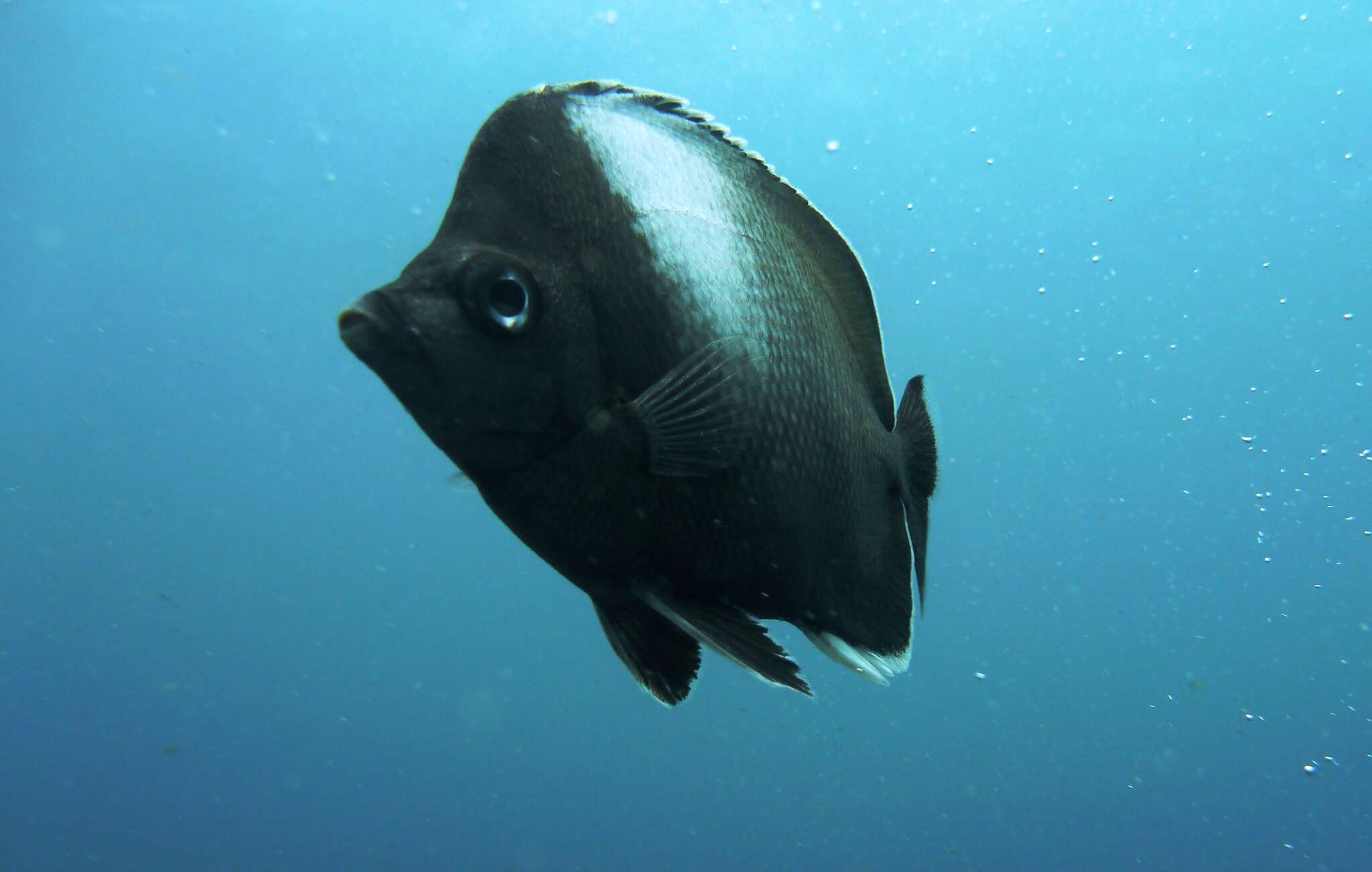 Image of Easter Island Butterflyfish