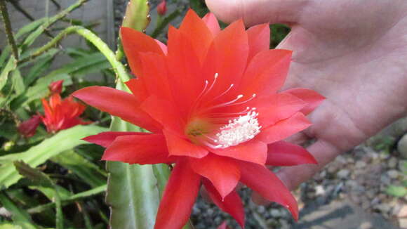 Image of Disocactus × hybridus (Van Geel) Barthlott