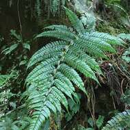 Plancia ëd Polystichum biaristatum (Bl.) Moore