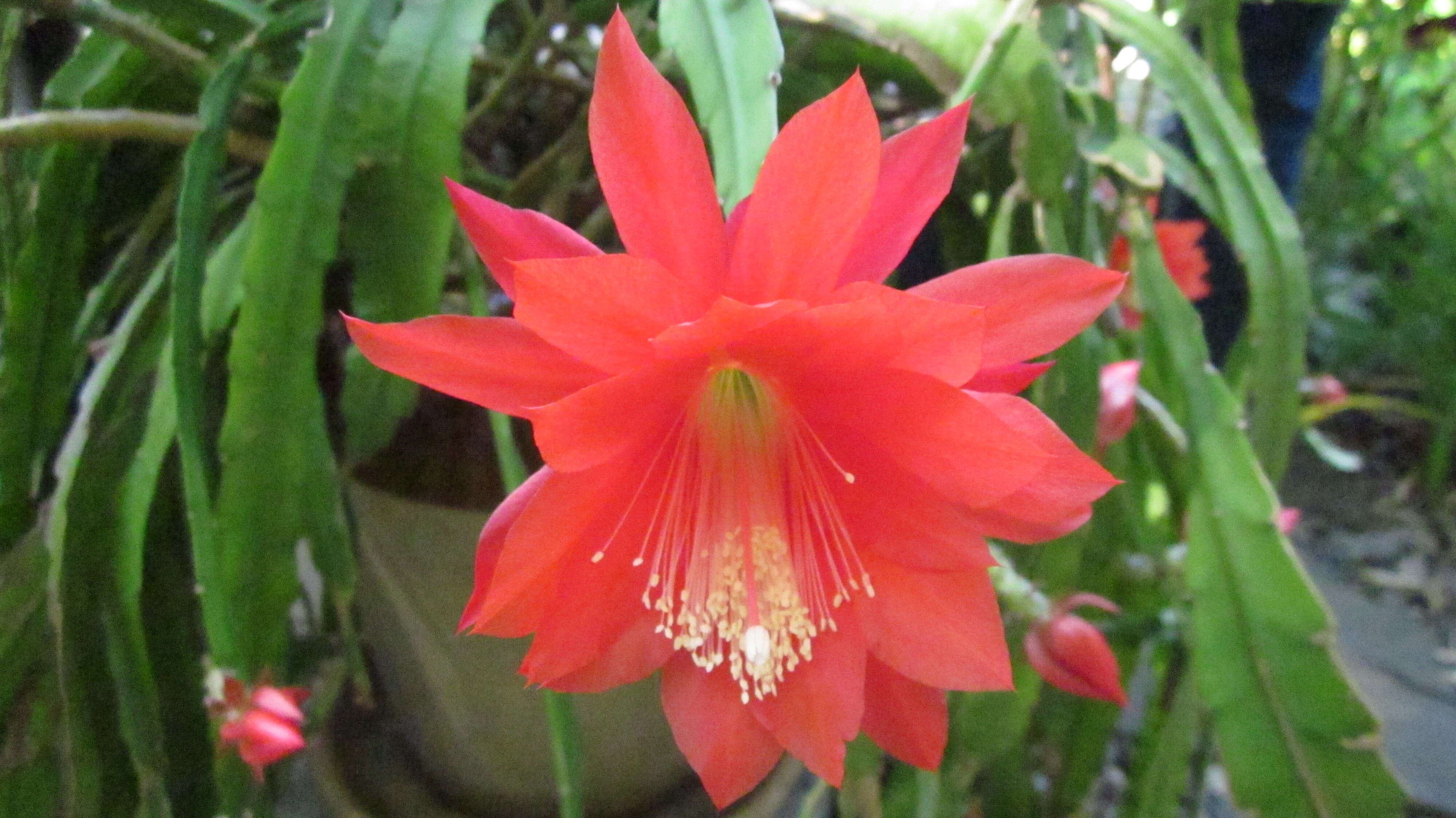 Image of Disocactus × hybridus (Van Geel) Barthlott