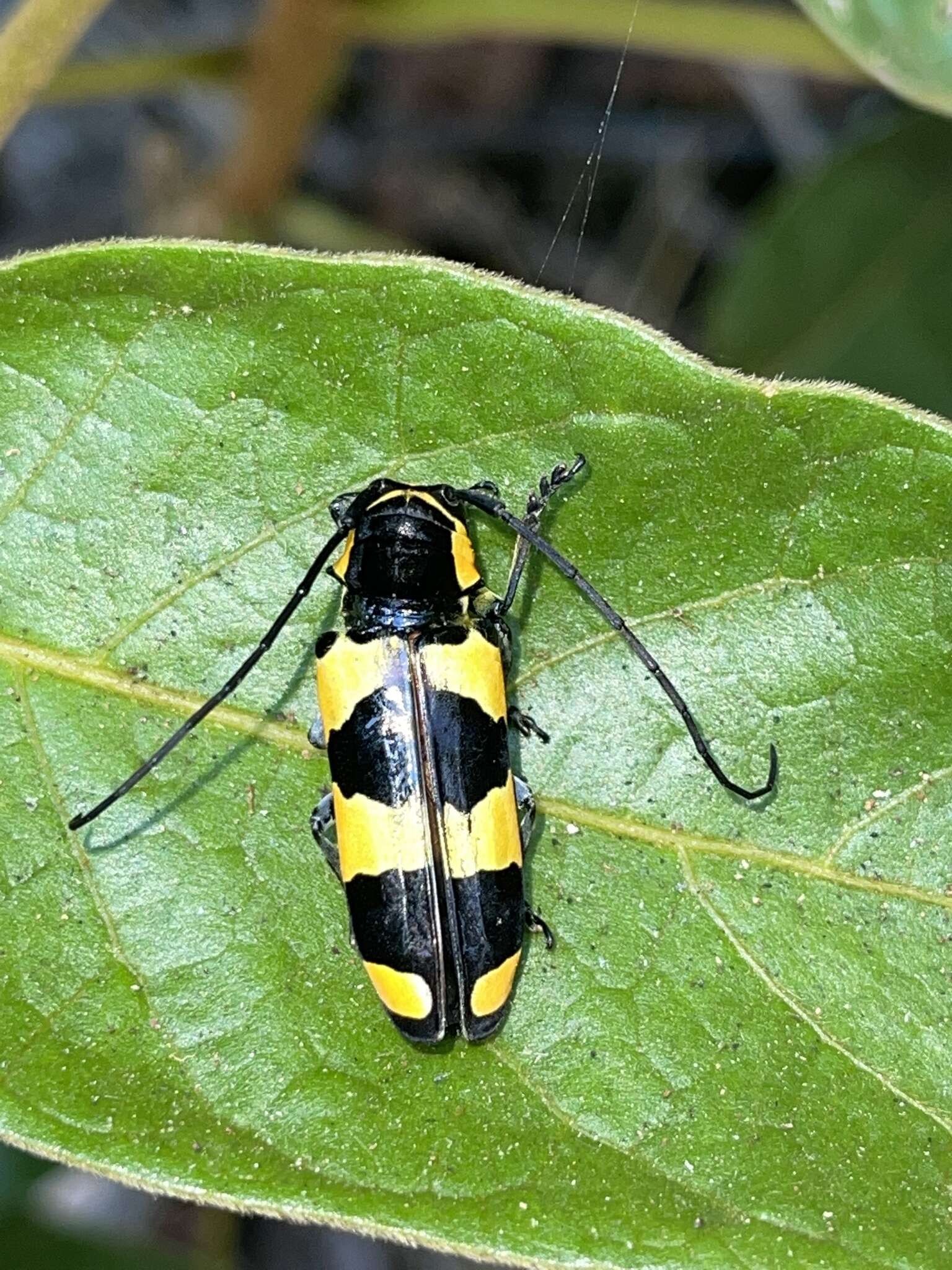 Image of Tragocephala pretiosa Hintz 1909