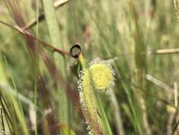 Image de Drosera filiformis var. tracyi (Macf. ex Diels) Diels