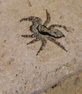 Image of Gray Wall Jumper