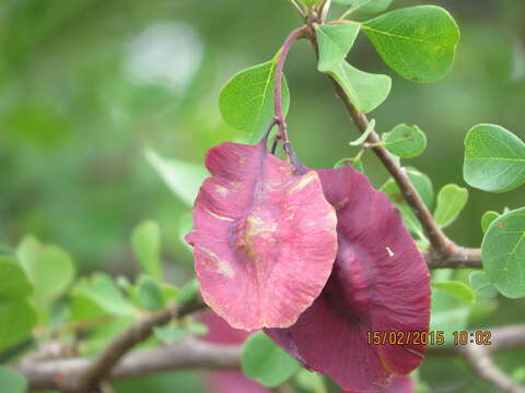 Imagem de Terminalia prunioides M. Laws.