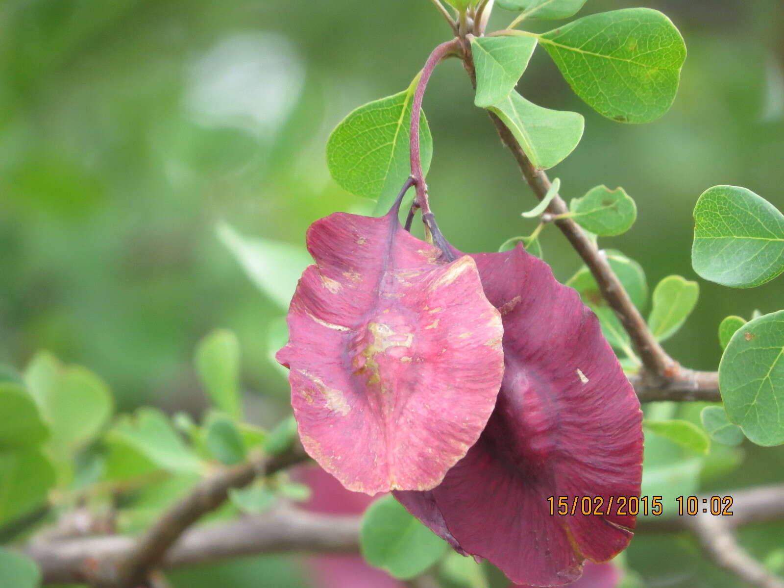 Image of Purple-pod cluster-leaf