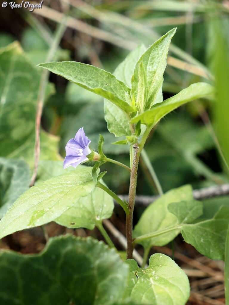 Image de Convolvulus siculus L.