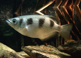 Image of Banded Archerfish