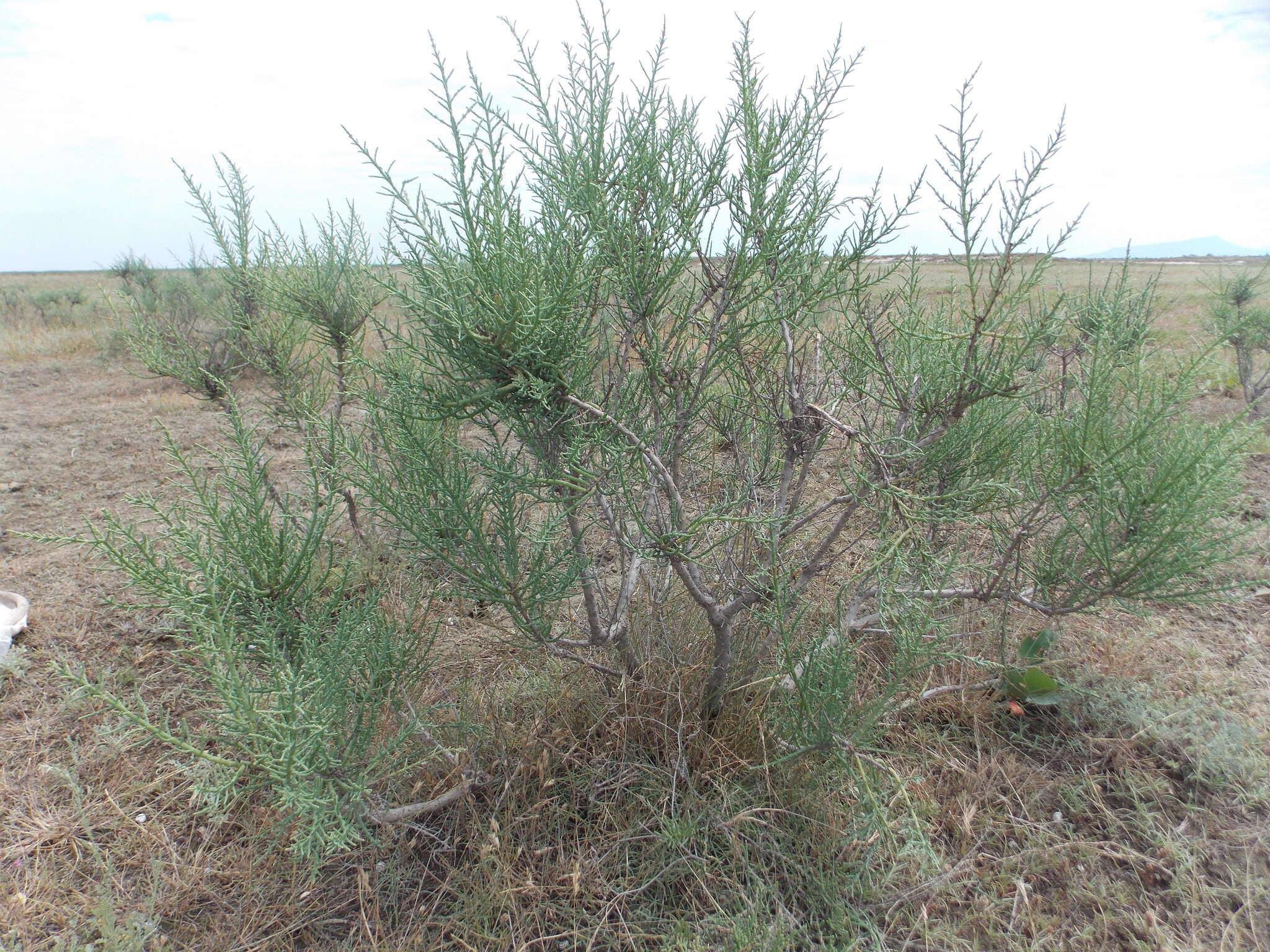 Nitrosalsola dendroides (Pall.) Theodorova resmi