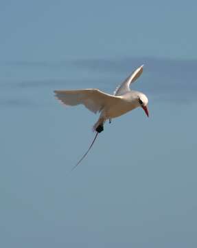 Image of Red-tailed Tropicbird