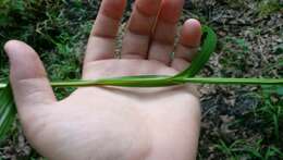 Image of Tropical Nut-Rush