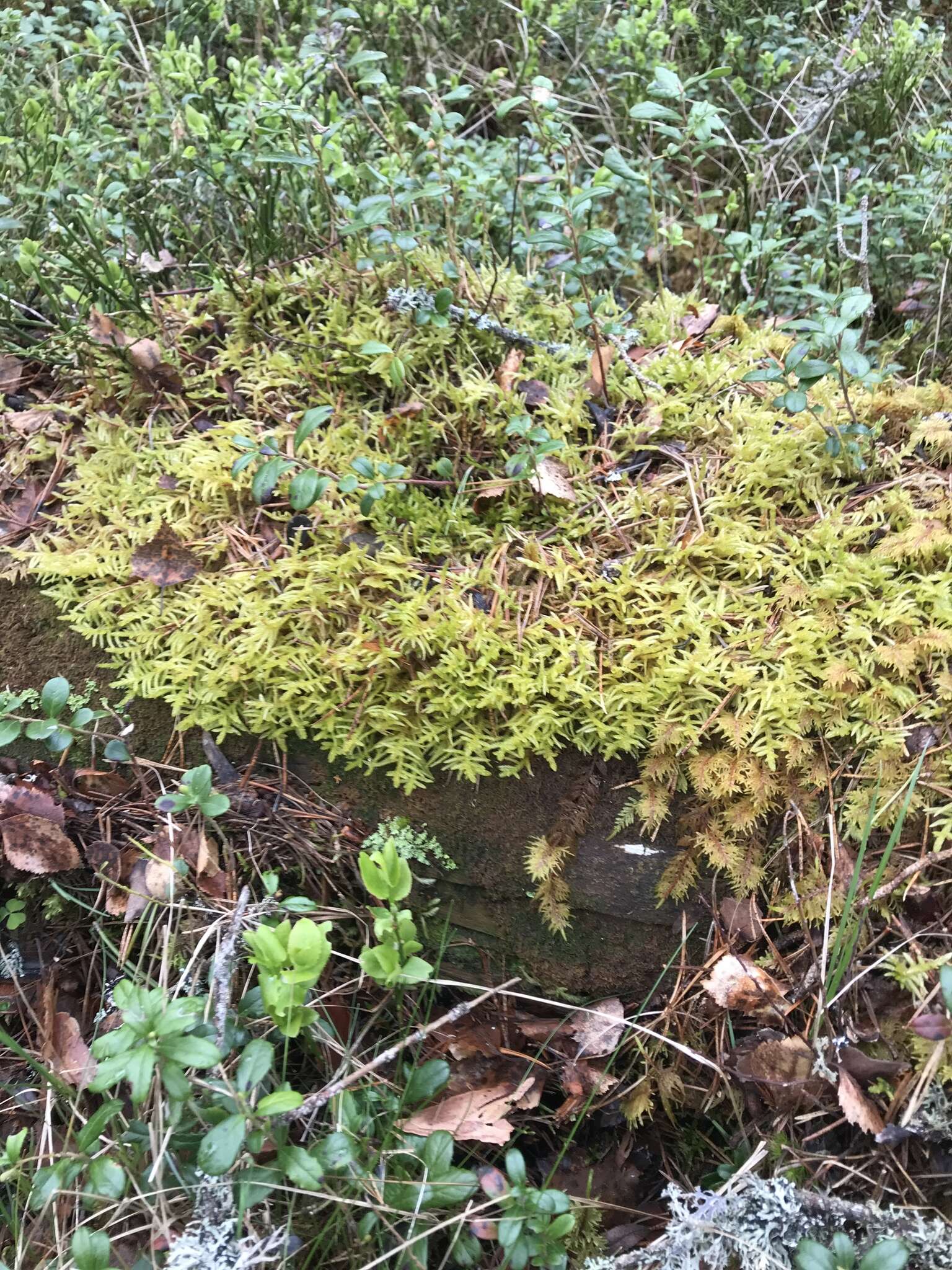 Image of pseudoscleropodium moss