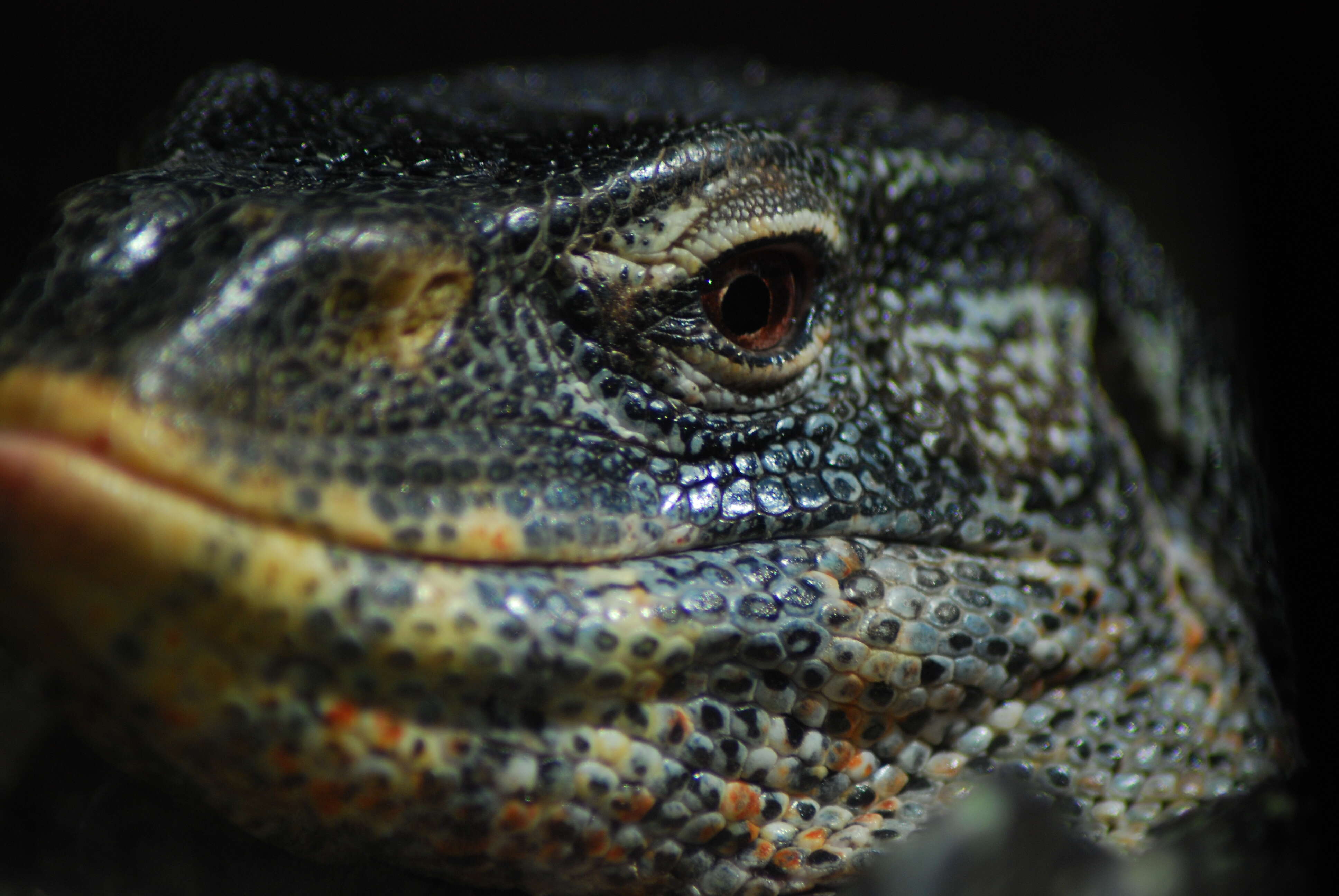 Image of Ornate monitor