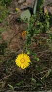 Heterotheca subaxillaris subsp. latifolia (Buckley) Semple resmi