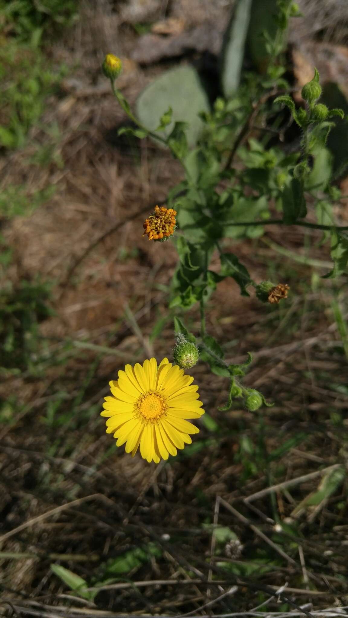 Image of Heterotheca subaxillaris subsp. latifolia (Buckley) Semple