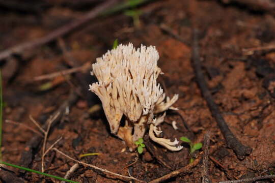 Ramaria filicicola (S. G. M. Fawc.) Corner 1950 resmi