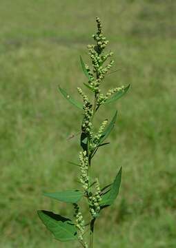 Imagem de Chenopodium album L.