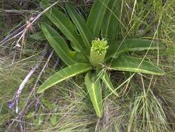 صورة Eucomis autumnalis (Mill.) Chitt.